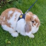 ぽて出勤します!